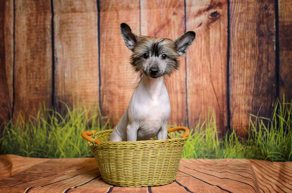 Samara Beauty Big Boss