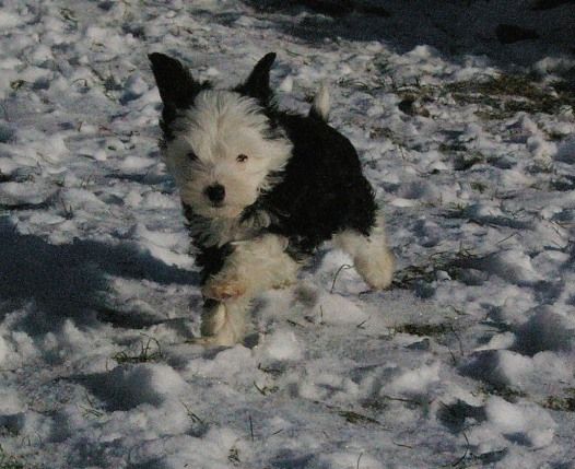 Blue Magic Heavenly Runner 