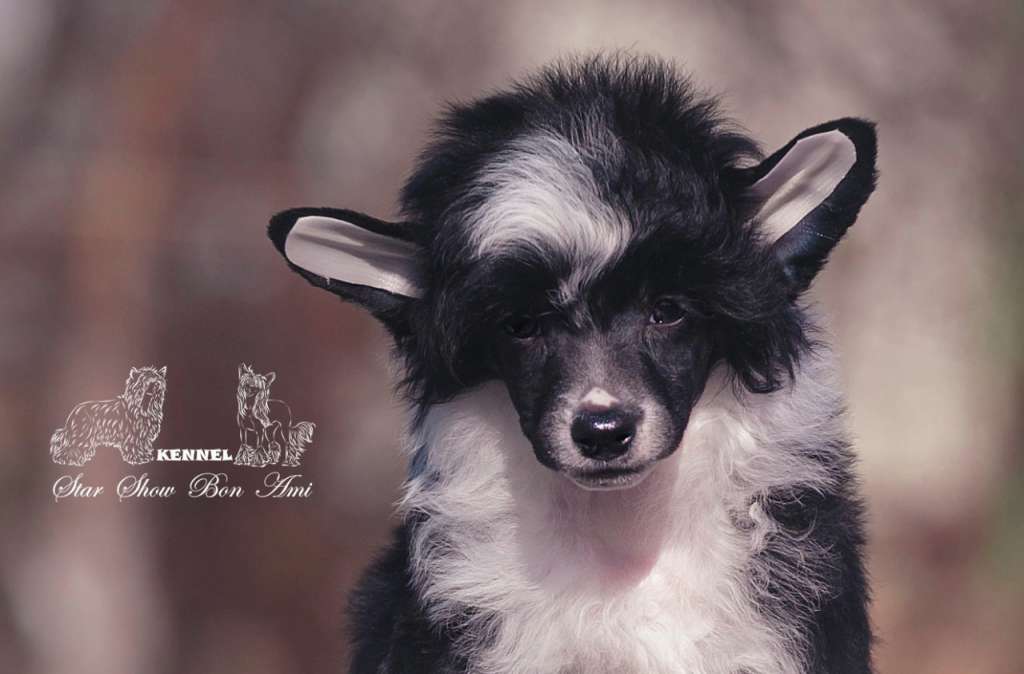 Star Show Bon Ami Midori