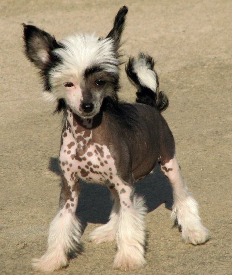 Perizad's Another Day Another Drama