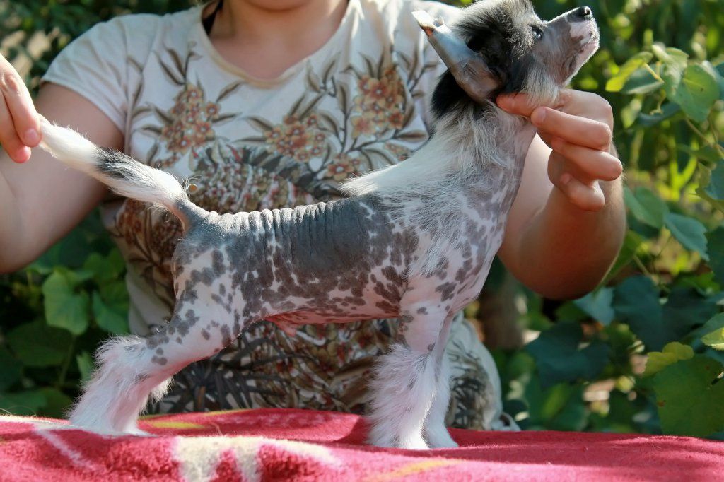 Natan Molosos Gratzi