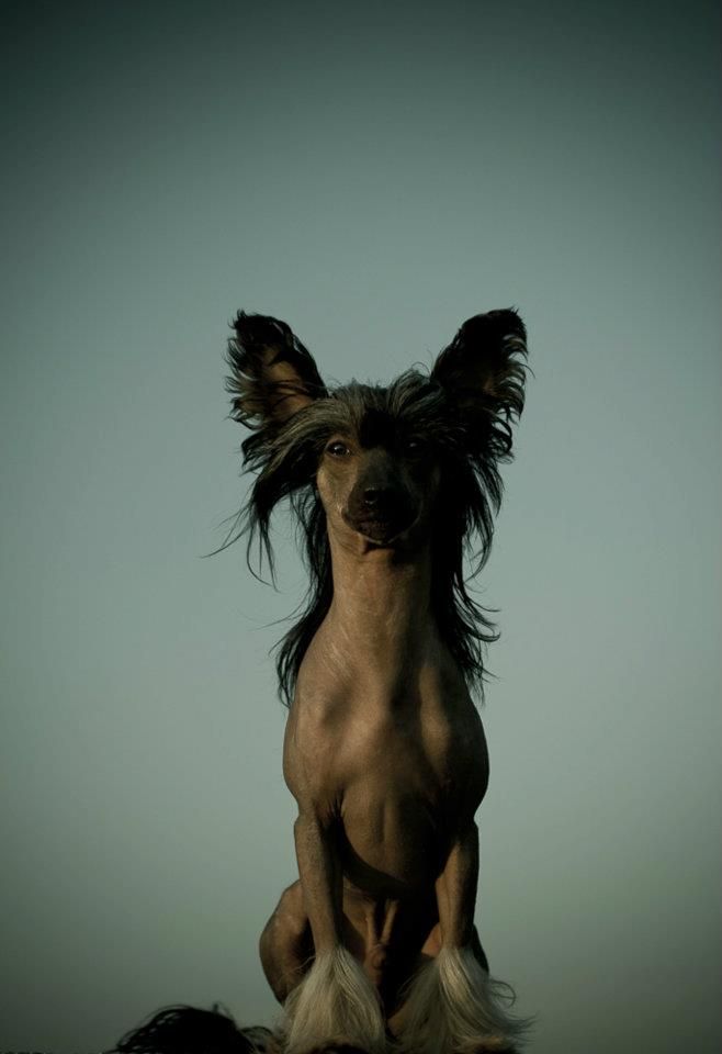 Ramiro Kalis z Treste