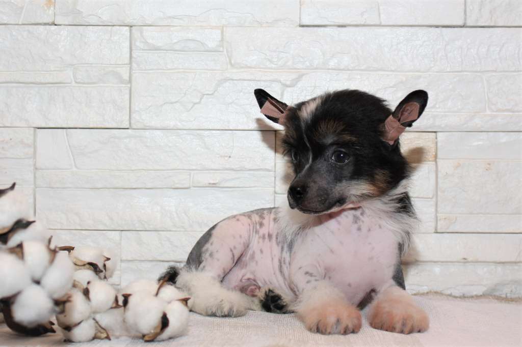 Lorita Star Redkij Brilliant