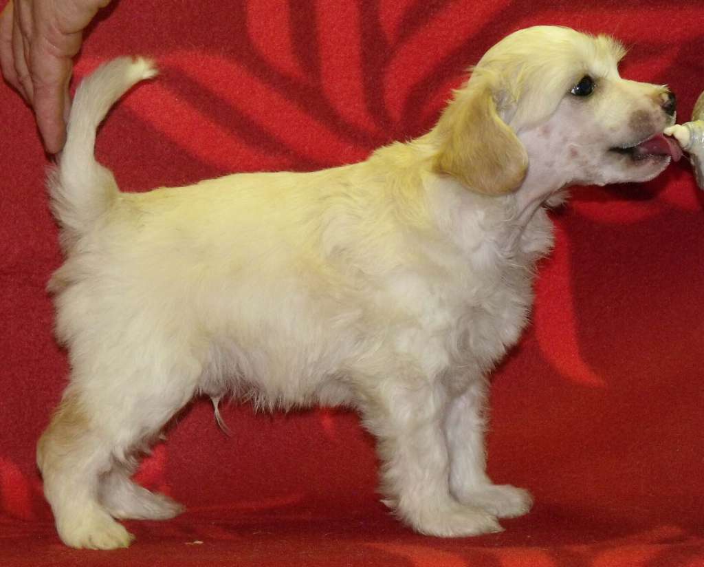 Qigous Eighth Unknown Mystery