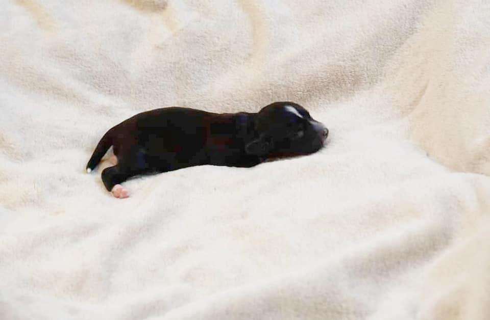 Hugo the Boss by Little Jade