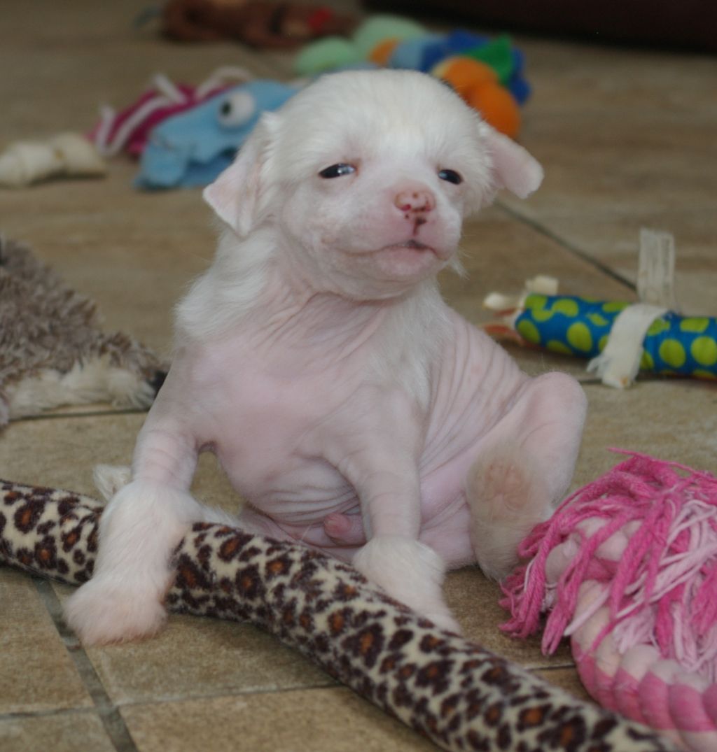 Leibwache  Wicked Wizard