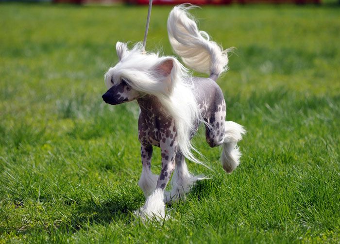 Angel Look Midnight Dream