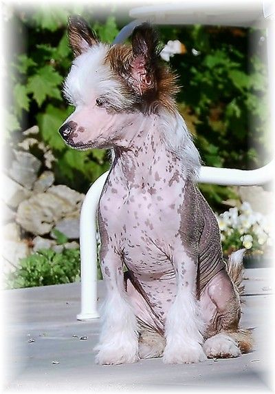 Rimabra's Mr. Matador