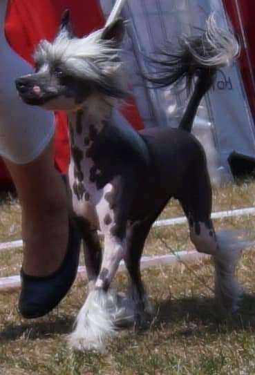 Curlycrest's Eliza Jane