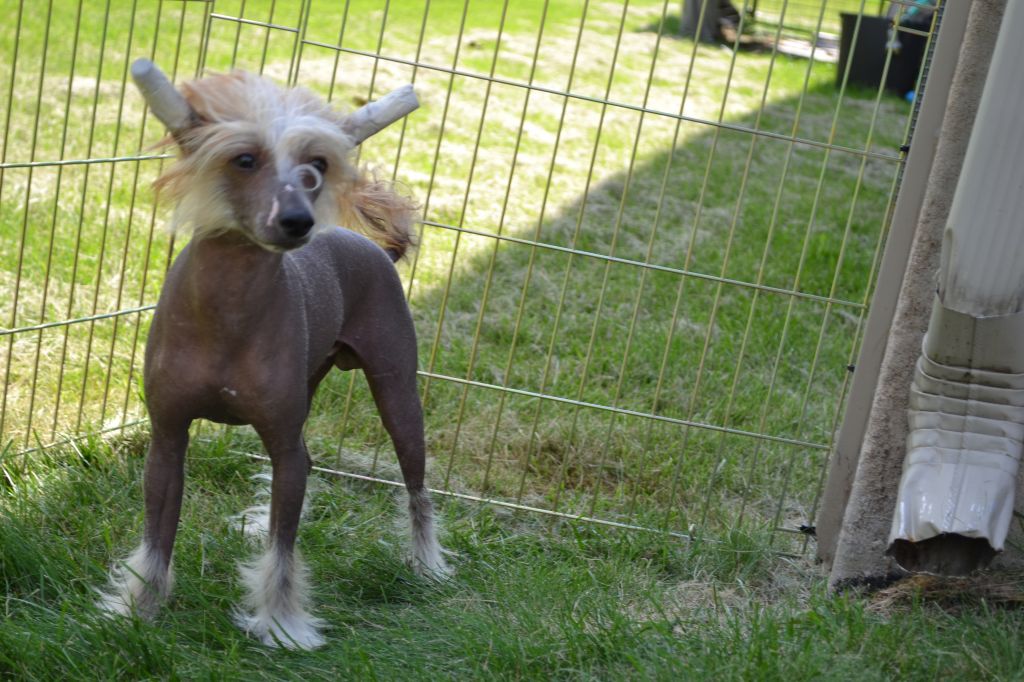 Risin Star's Who Checked My Coat?