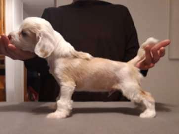 Windy Willow's Snowstormtrooper