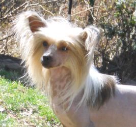 Jo-Bar's Kiss My Grits