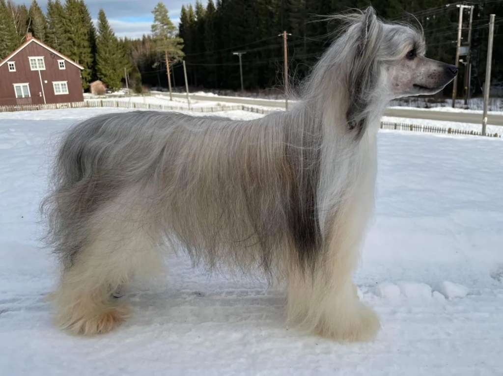 Ravenoak Boogie Oogie Oogie