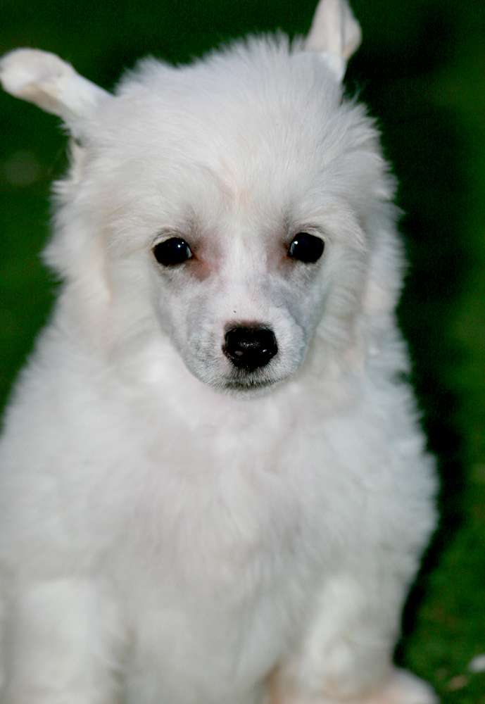 Romantic Fairy Tale  Maty