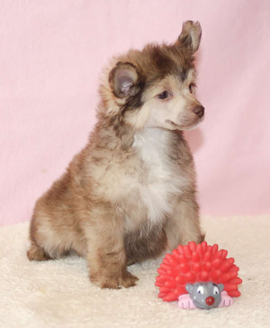 Vernisazh Mari Dallas