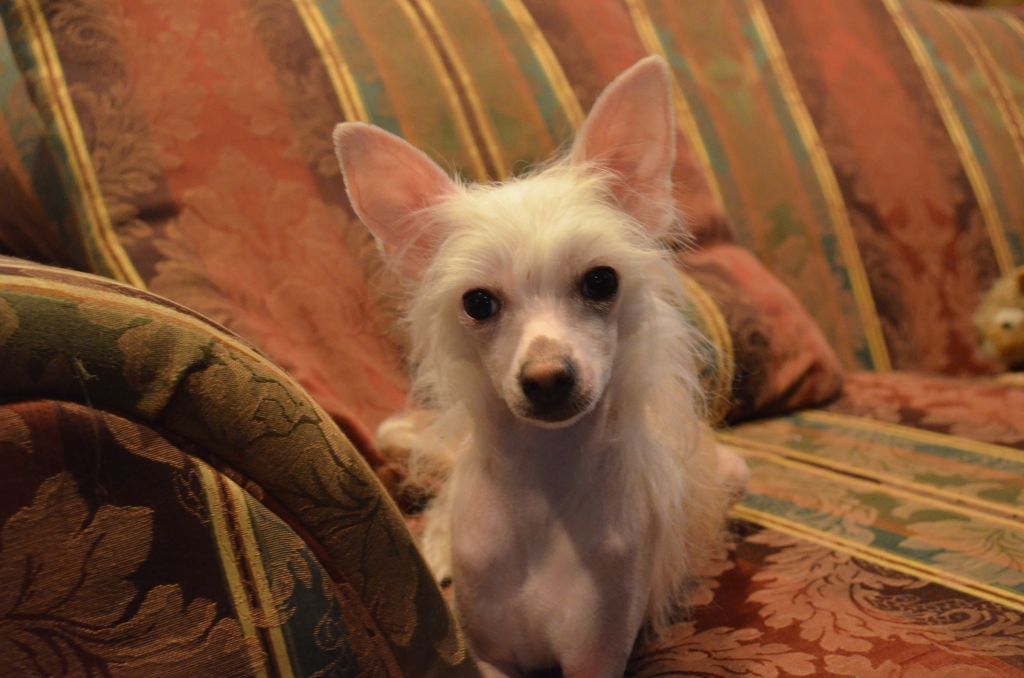 Famous Pixie Dream Girl