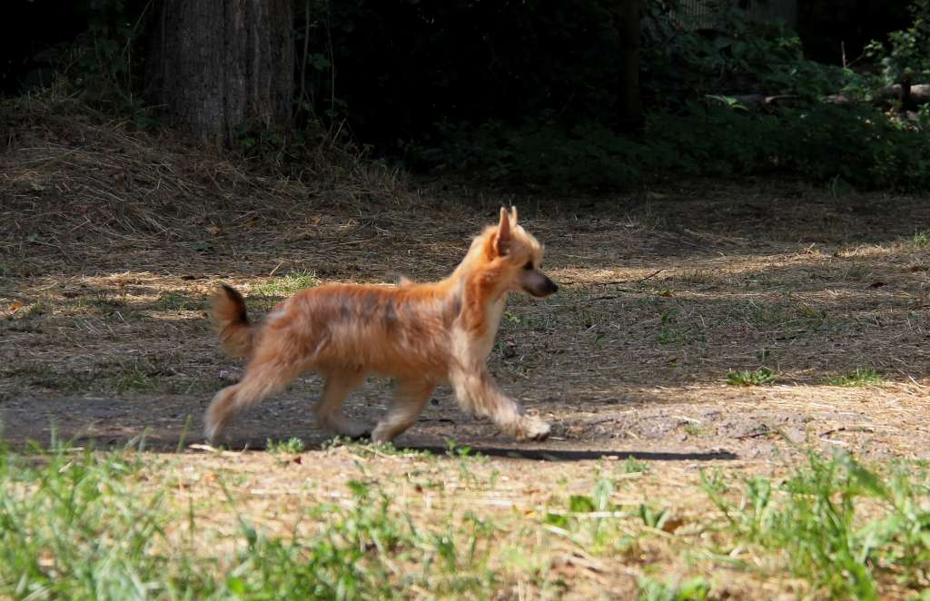 Zheneva-Debjut Bergamot