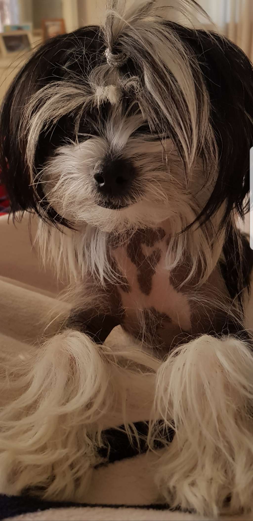 Epadalens Killer Queen