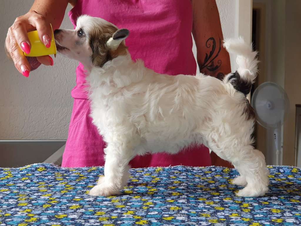 Bubbling Spirit Mandy