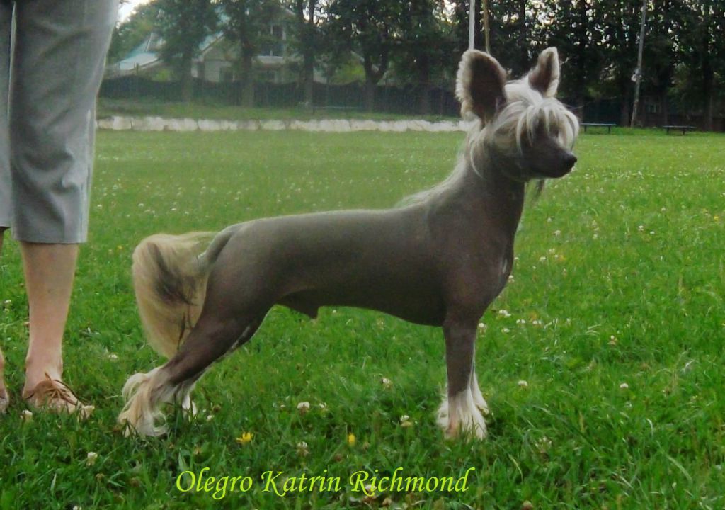 Olegro Katrin Richmond