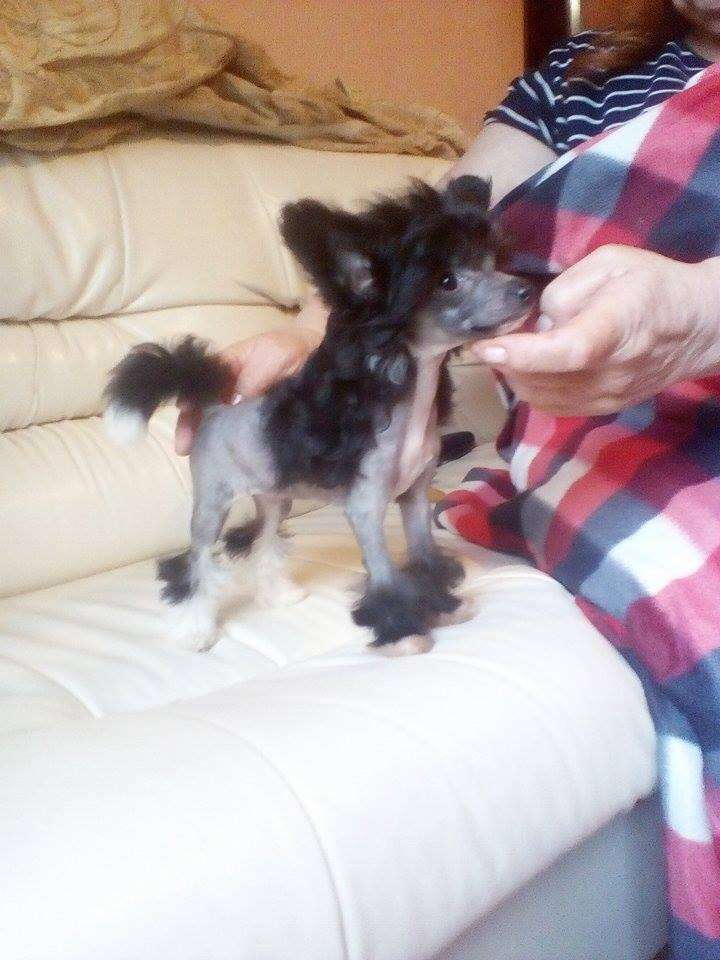 Vellar Pljus Goluboy Ponponchik