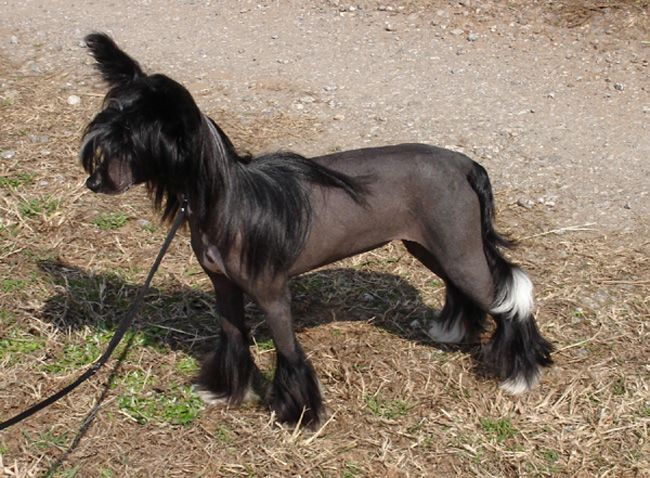 ParaDice OneVision for DragonsKeep