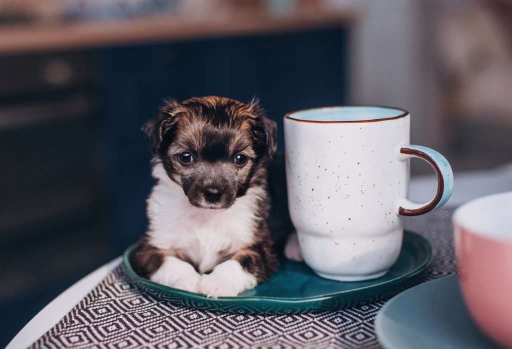 Rufus Draconis Ignatius