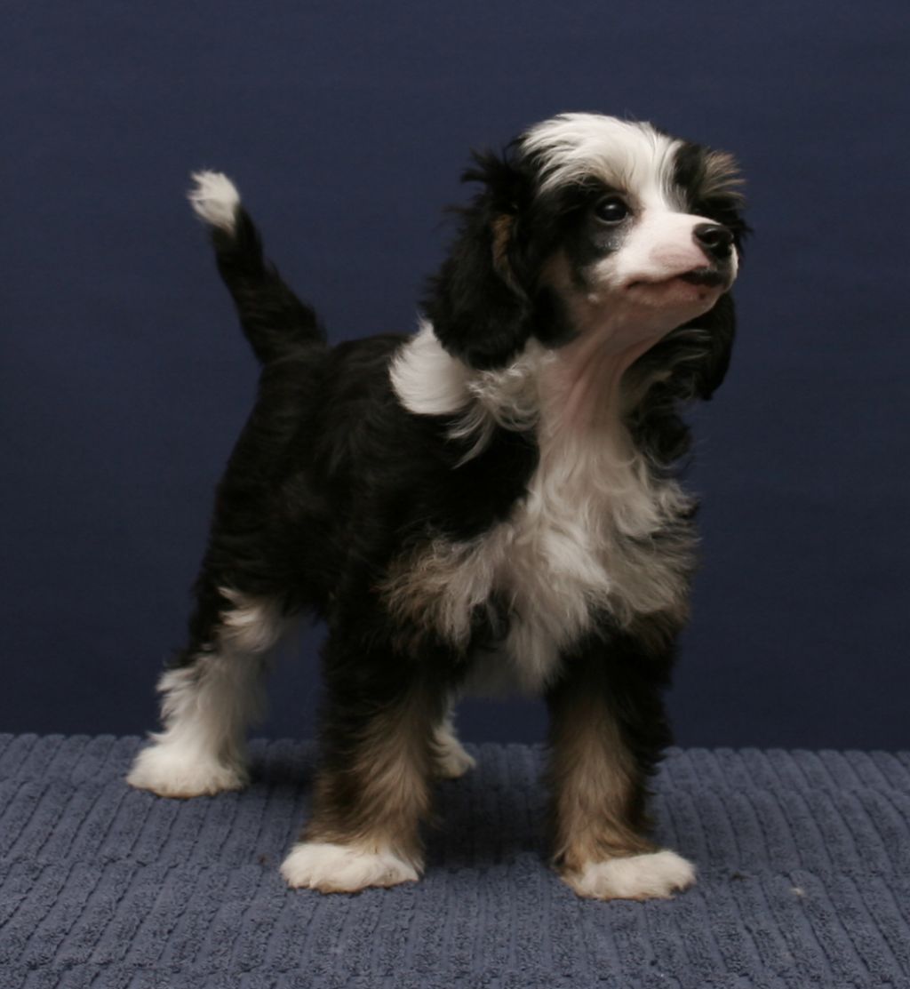 Dare to be Crying out for you