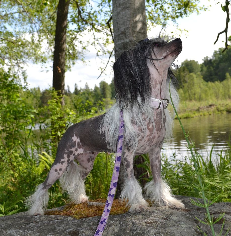 Marachinos Highlight Queen