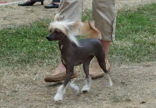 Sasquehanna Wieza Wiatrow