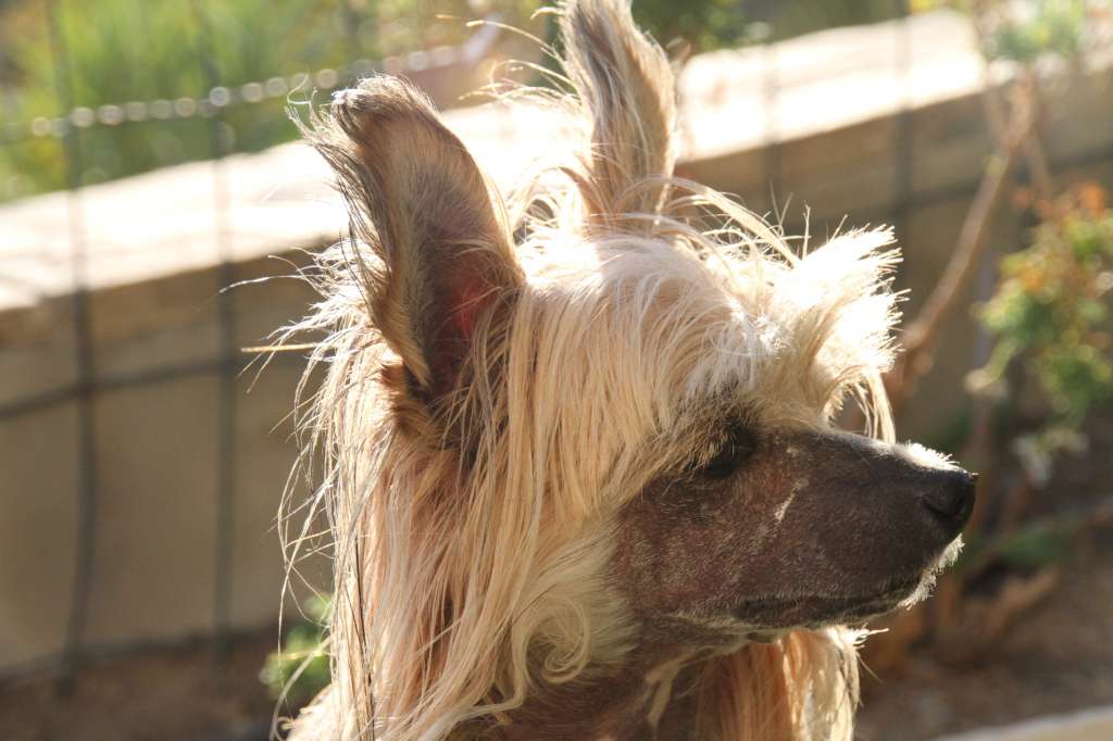 Granduca Nerone Pazzda