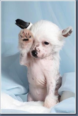 Arctic Glow Zevs Star Rider 