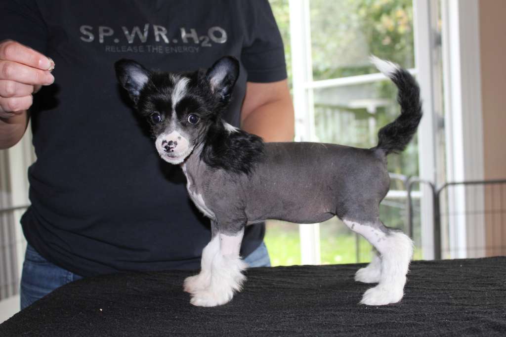 Hottie Tots Dreams Do Come True