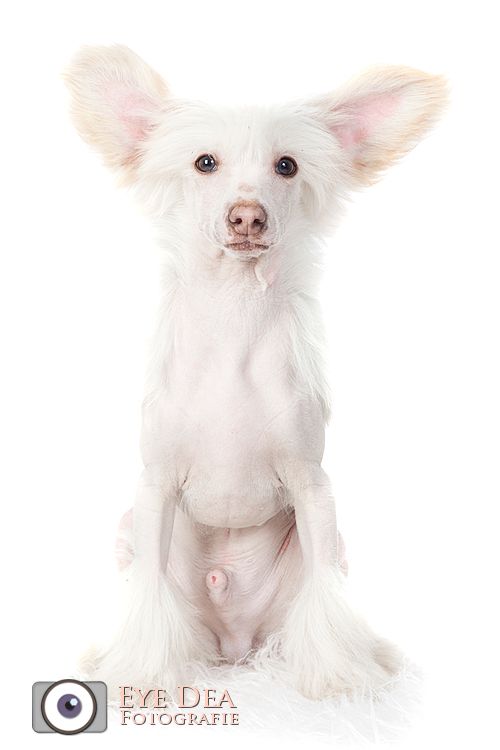 Happy Dancing Vulcano Vampire