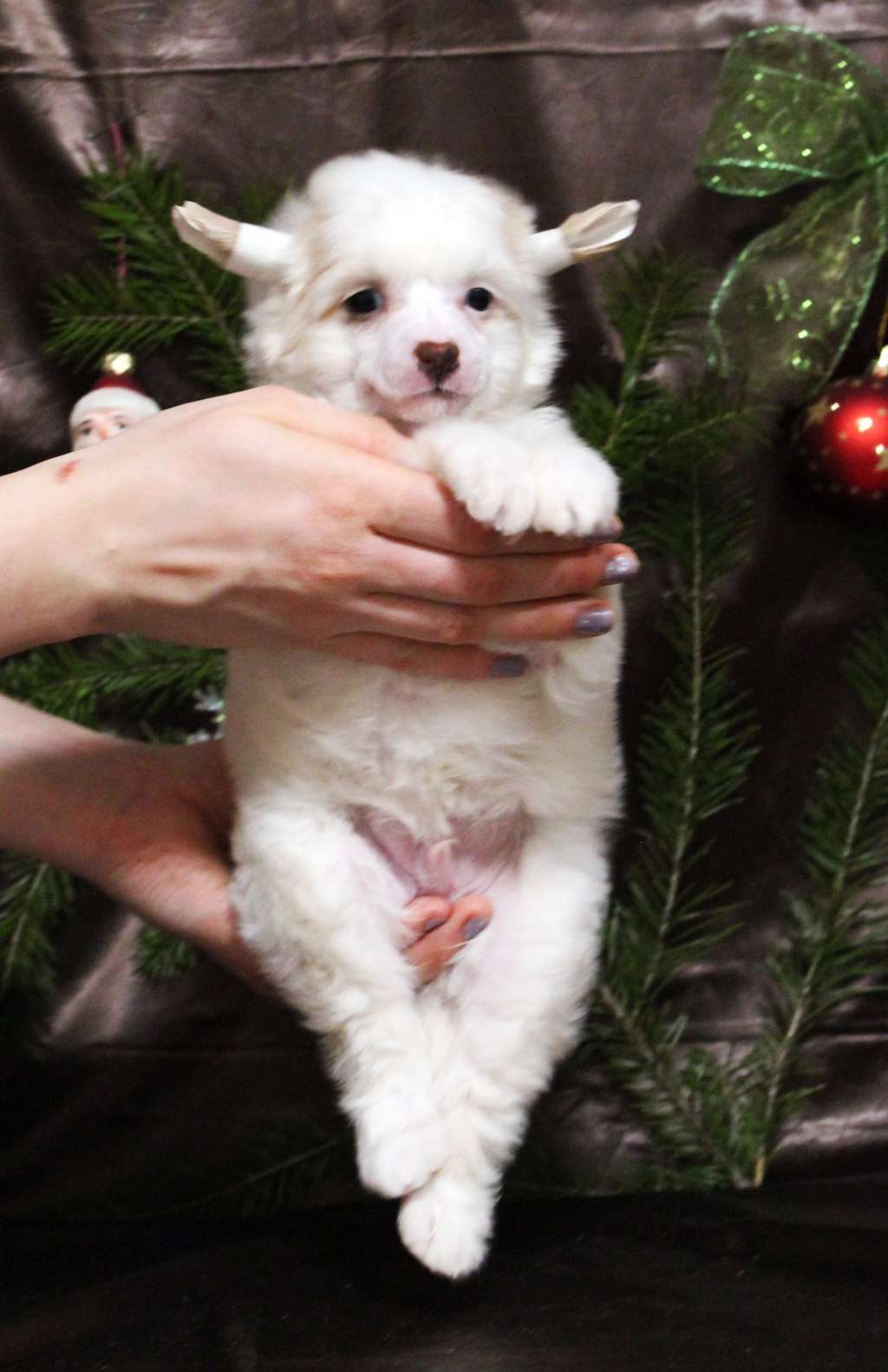 Via Della Seta Dandy Boy