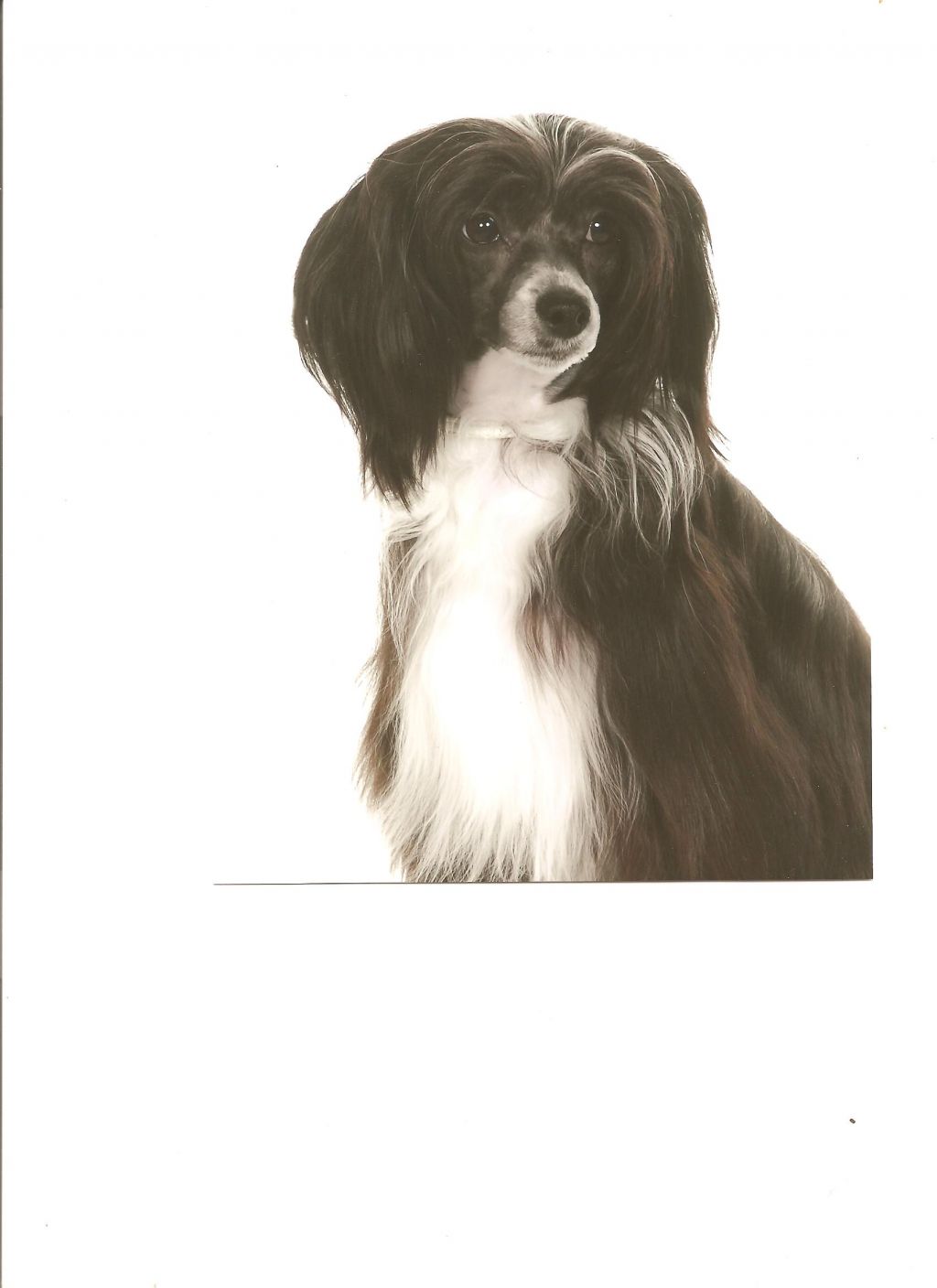 zucci black eyed Suzy