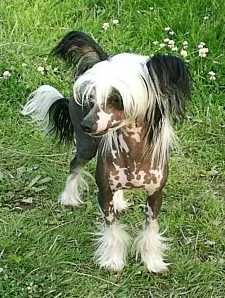 Sun-Hee's I'm Lovin' It