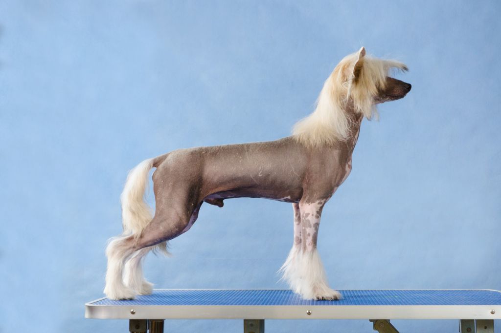 Kaiser iz Sozvezdiya Khana