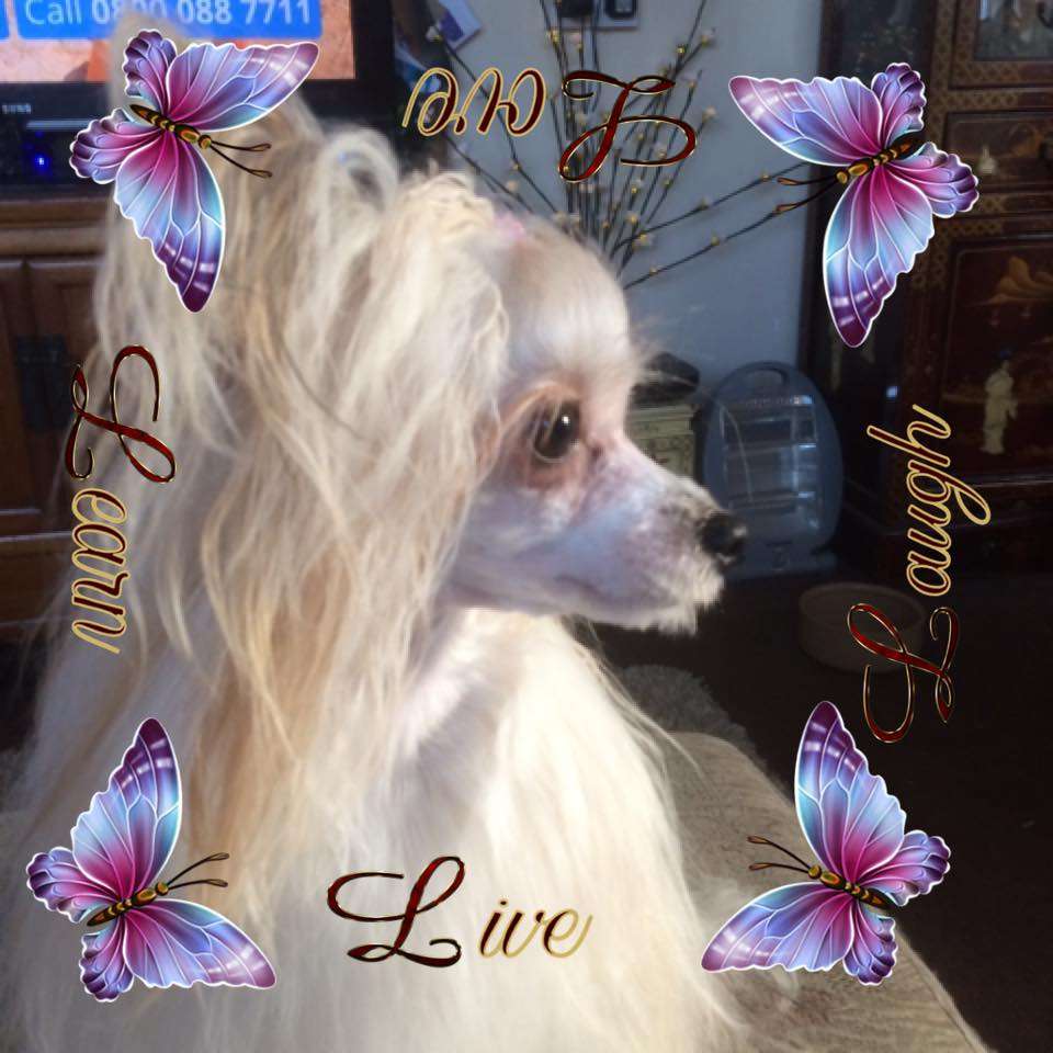 Parcauwen Sweet Dreamer With Oolagha