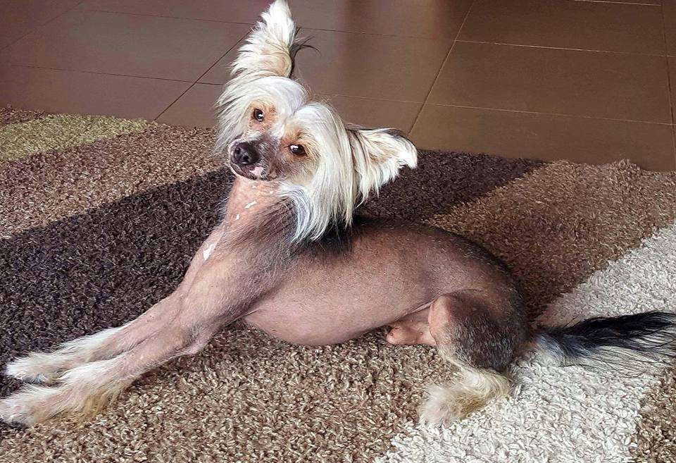 Peace & Love de Eki Zimurrak