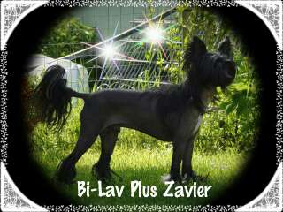 Jgd. Ch. Bi-lav Plus Zavier