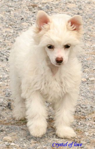 Crystal of love de almamasan