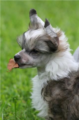 Ulrik Umberto Avrina