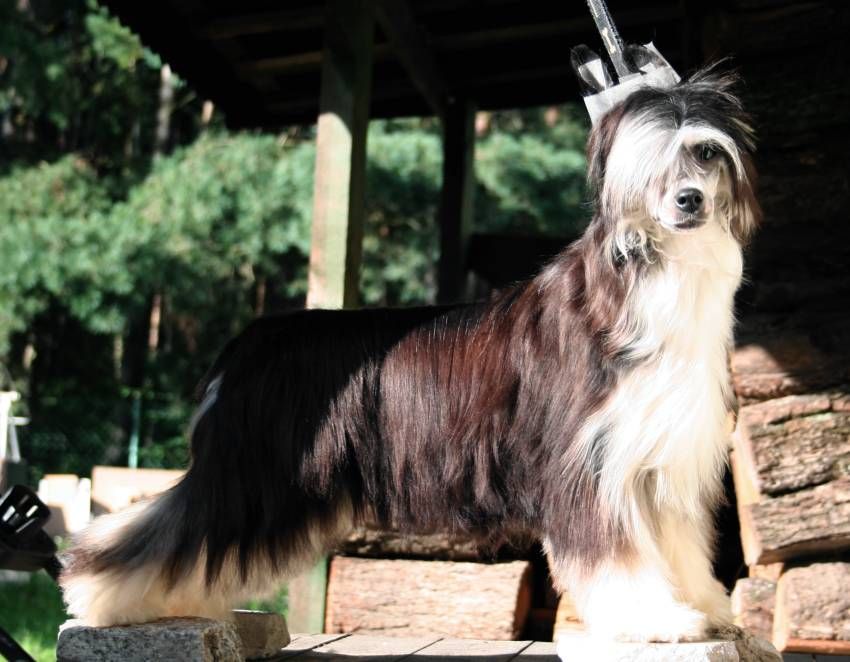 Shadow White O-Galaxy