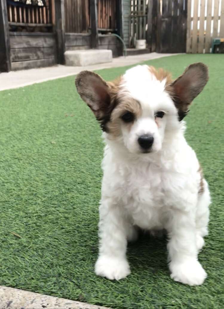 Suvinola Puffing Awesome