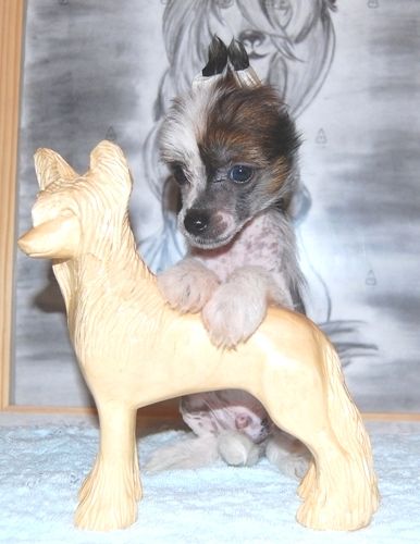 Karnelius Tango & Cash