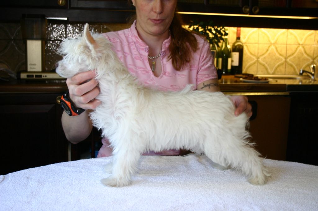 Zhannel's Vanilla Ice