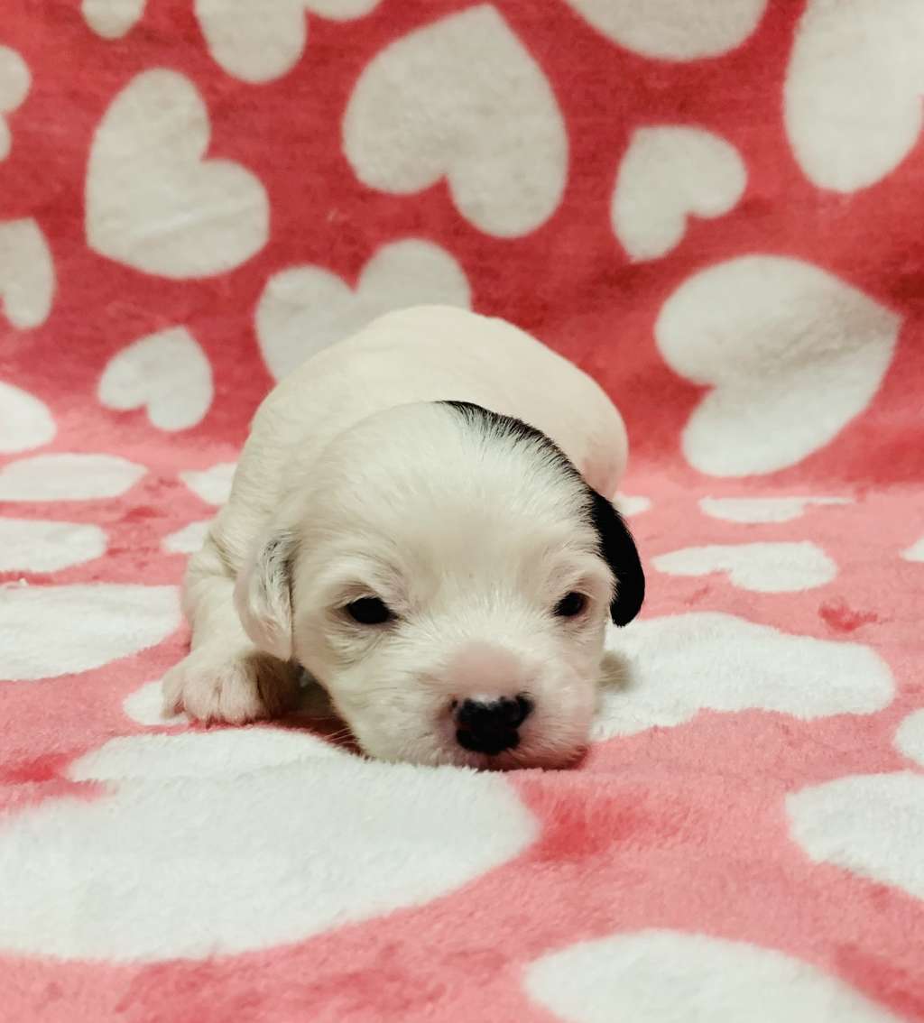 Eternity Sirius Jp Frida