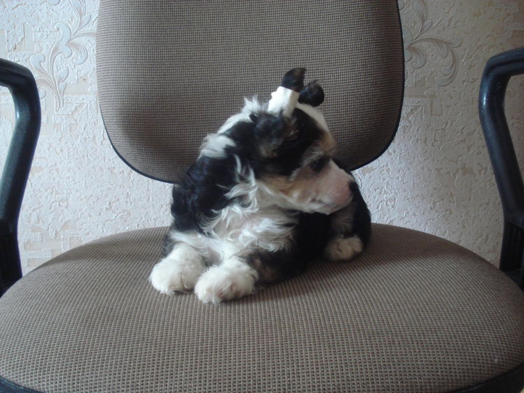 Picture