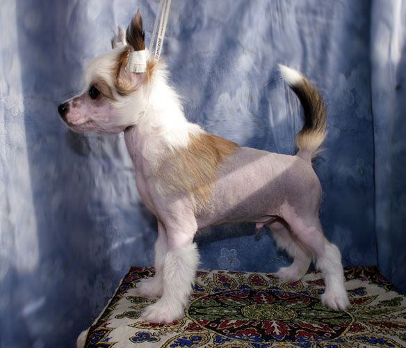 Futureline Felicie Alfa Romeo